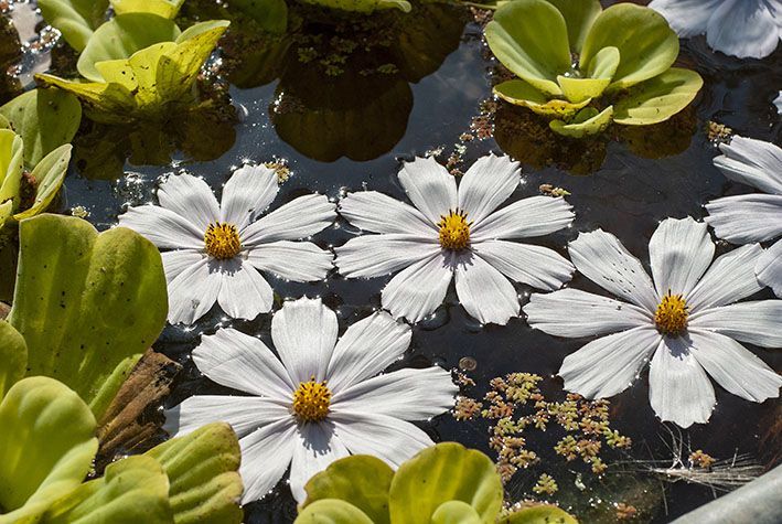 Blumen im Wasser
