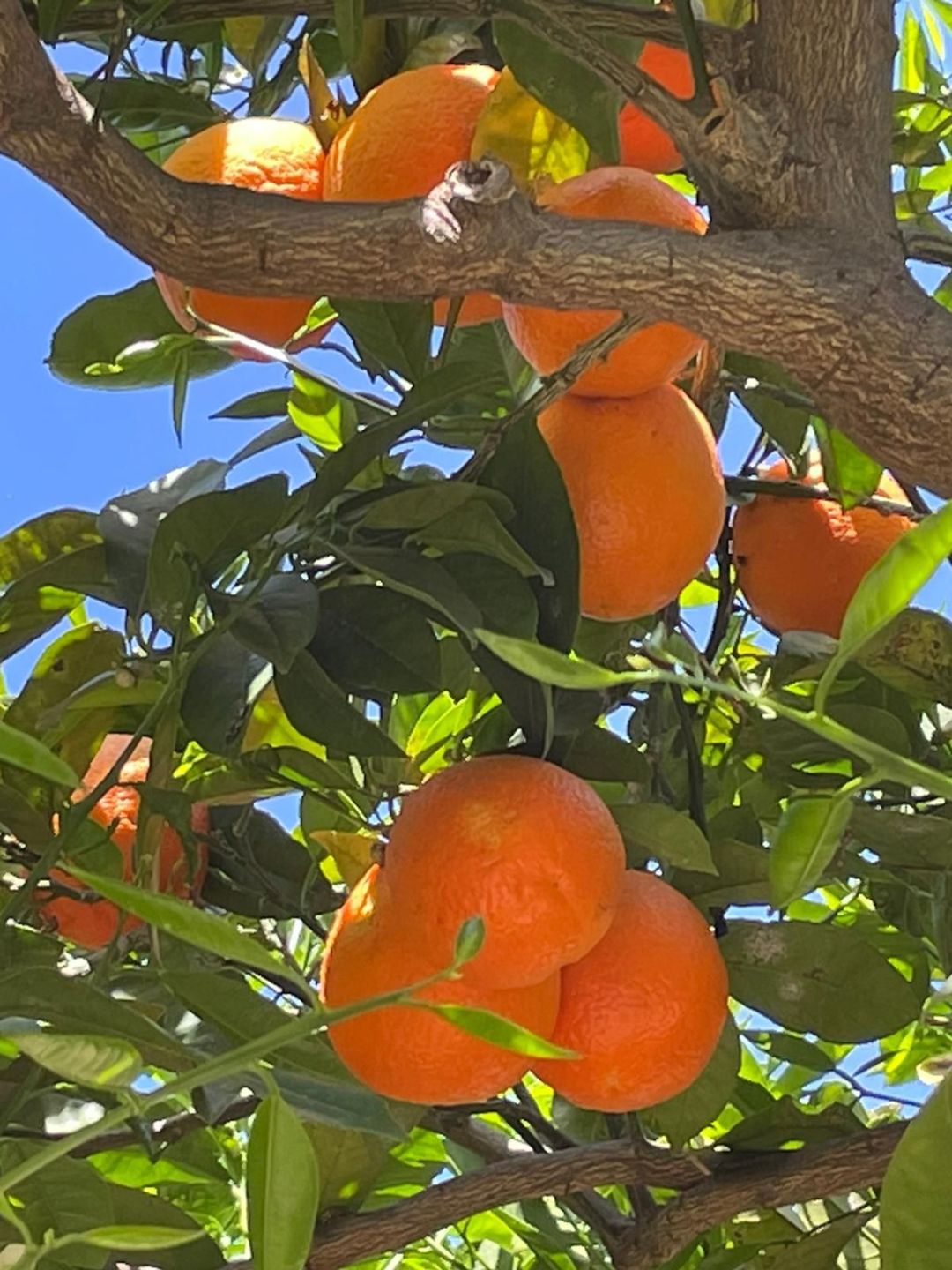 reife Orangen am Baum 