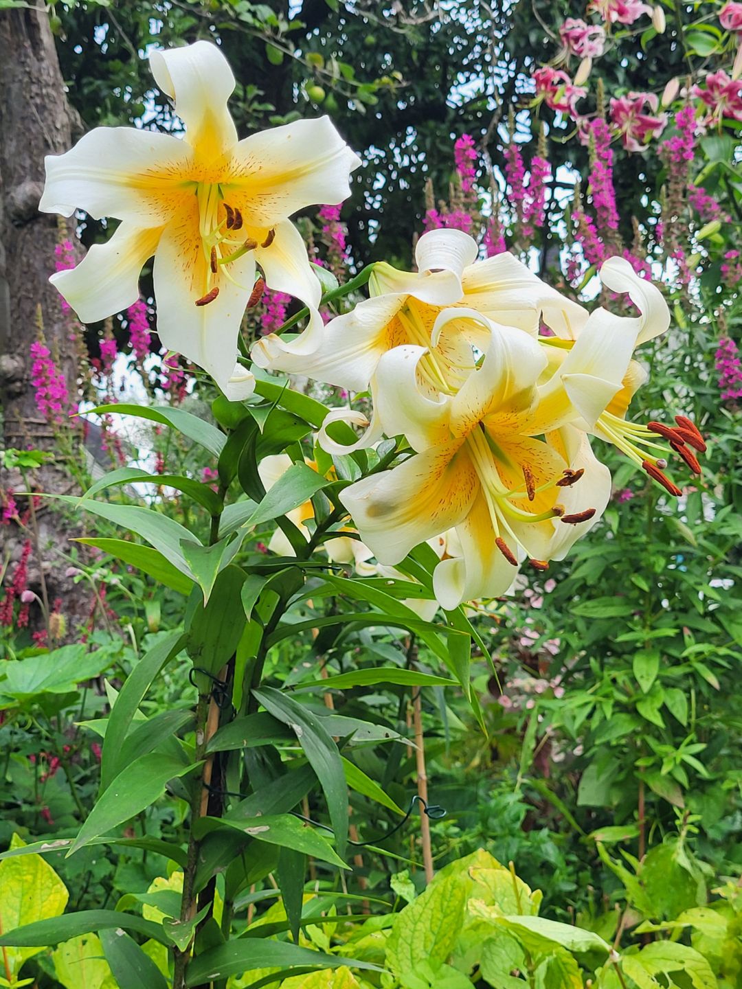 Nahaufnahme von zwei gelben Bl&uuml;ten