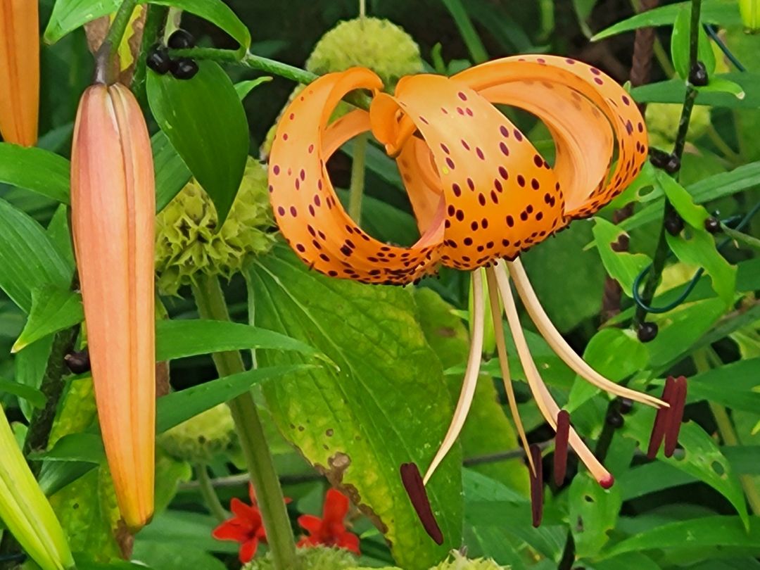 Nahaufnahme orange Bl&uuml;te