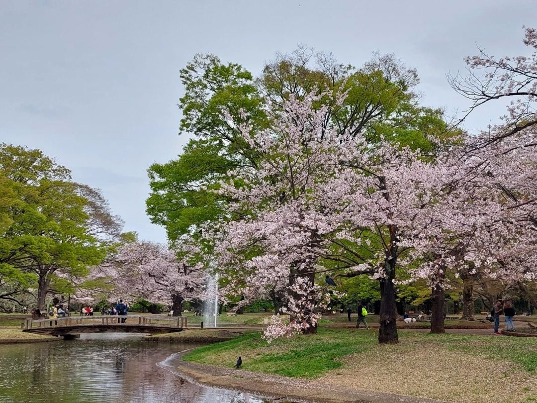 Kirschbl&uuml;ten mit Wiese