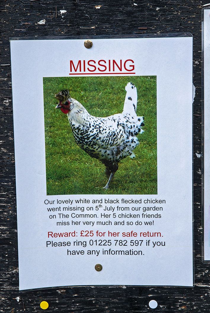 Plakat auf Englisch: H&uuml;hn wird gesucht