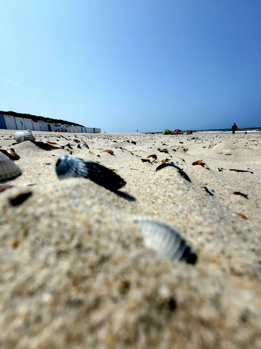 Nahaufnahme: Strand und Muscheln
