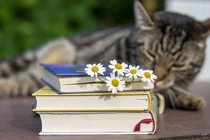 B&uuml;cherstapel mit Katze