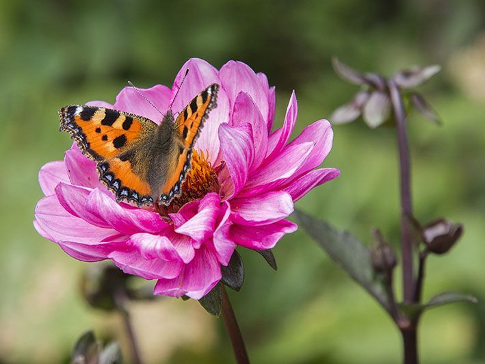 Kleiner Fuchs - Schmetterling